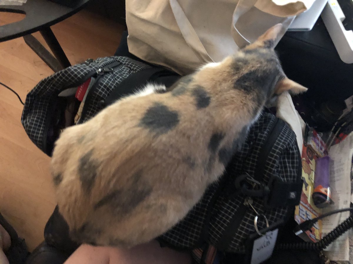 FredletsTravels's tweet photo. The @tombihn night Flight Travel Duffel is so versatile; it’s a carry on AND a cat bed.  #TeamUltraviolet https://t.co/t91GnuokOb