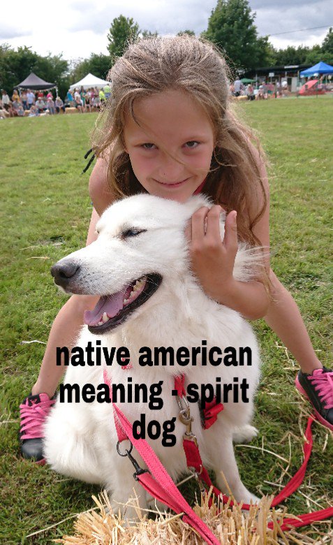 WanagiKa's tweet photo. wanáǧi šúŋka means Spirit Dog in native american
Sommer and thunder the perfect pair for a photo.  
If you would like a photo with our dogs please get in contact  #spiritdog #NativeAmerican #therapydog #filmdog #therapyhusky #husky #samoyed #summertime #dogshow #perfectpair https://t.co/b1sZY9B5Vz