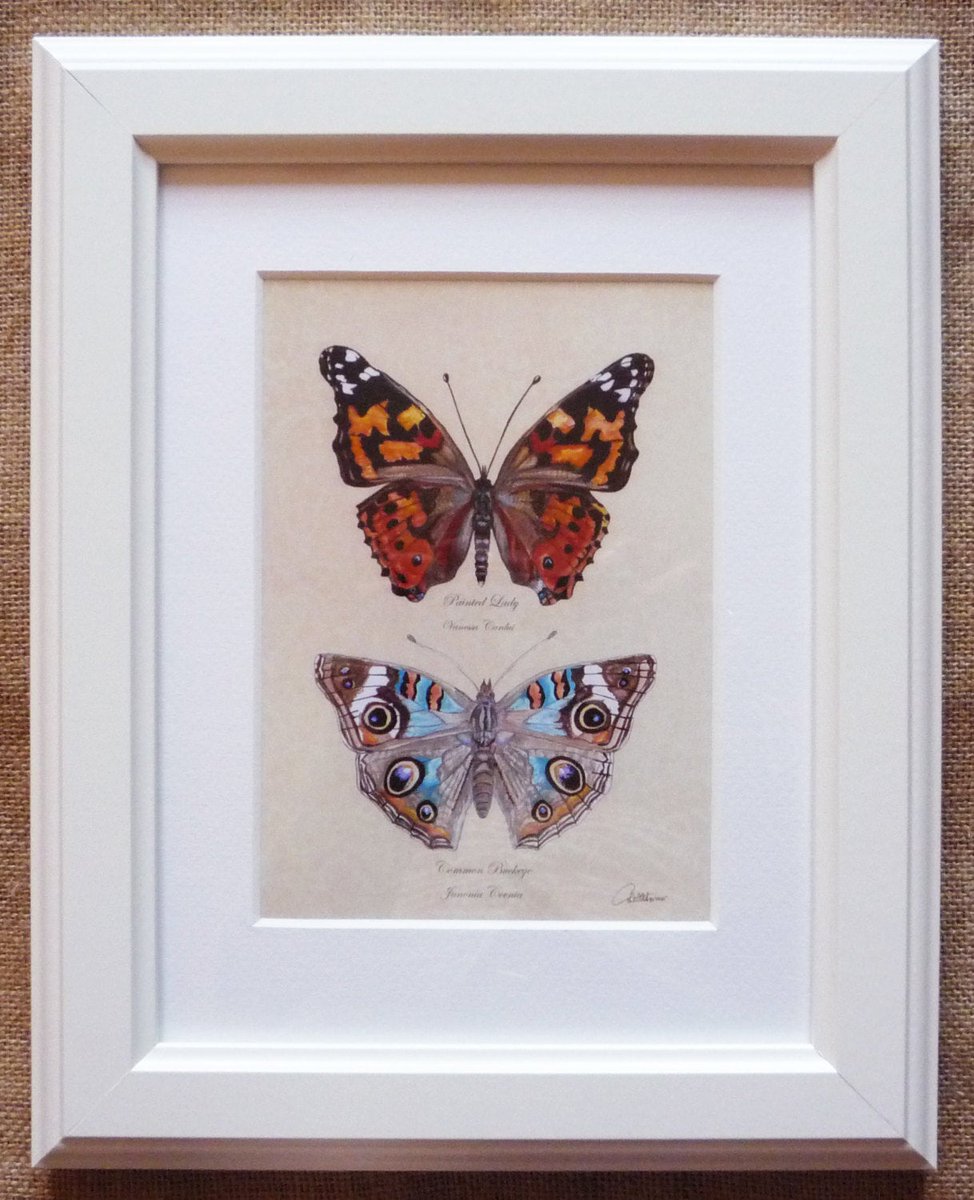 canvasbutterfly's tweet photo. Butterfly Picture Butterfly in Mount Butterfly Wall Art Butterfly Room Decor Butterfly Decoration Butterfly Furnishing Butterfly Gift Choice https://t.co/XwrUE20N1W #Nature in the home #Nursery wall art #Bringtheoutdoorsin #Etsywallart #ButterflyPicture https://t.co/zQZ5nOoVeL