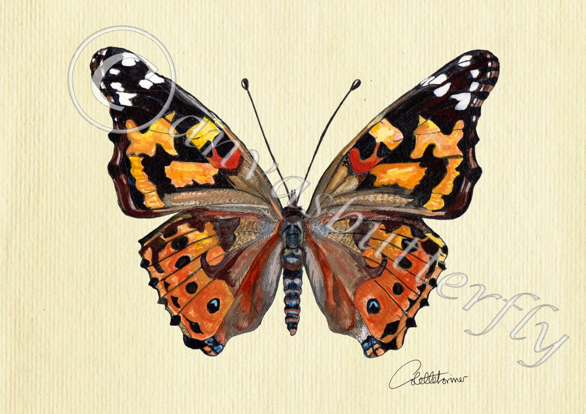 canvasbutterfly's tweet photo. Butterfly Picture Butterfly in Mount Butterfly Wall Art Butterfly Room Decor Butterfly Decoration Butterfly Furnishing Butterfly Gift Choice https://t.co/XwrUE20N1W #Nature in the home #Nursery wall art #Bringtheoutdoorsin #Etsywallart #ButterflyPicture https://t.co/zQZ5nOoVeL