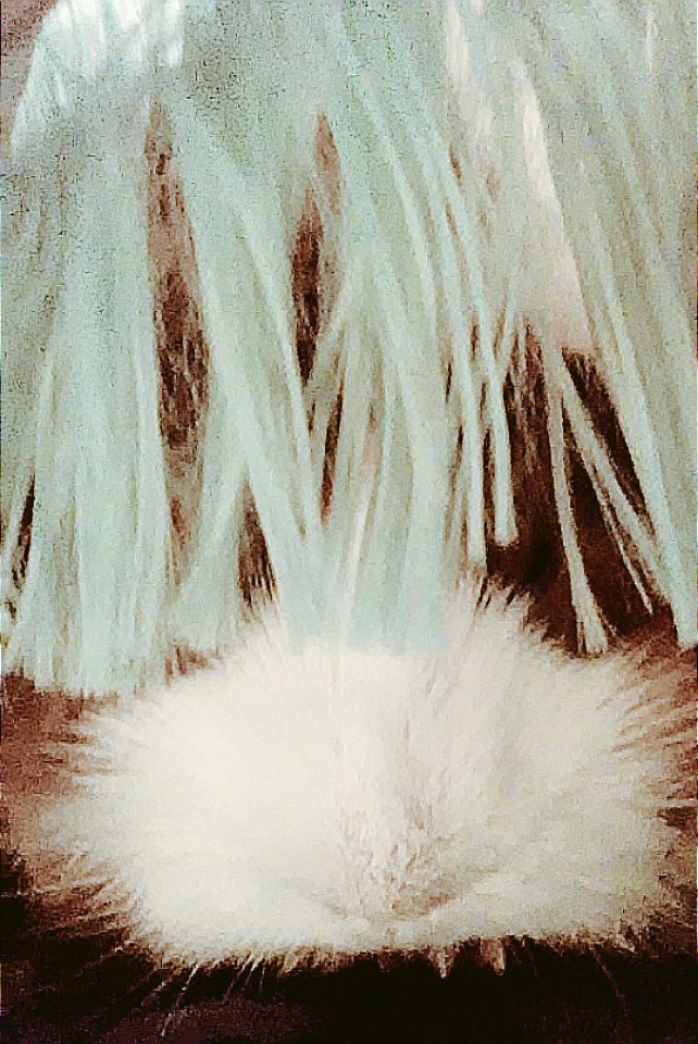 graceamazes1's tweet photo. THIS is just 1 reason why I love this lil girl of mine ๐๐๐๐
Miss Gracie ROCKIN a new FRINGED look. I swear she was staring me down until I took the pic. #fluffyfun #funnypets
#guineapig #piggylicious ๐ https://t.co/ncbJtJ6EJ9