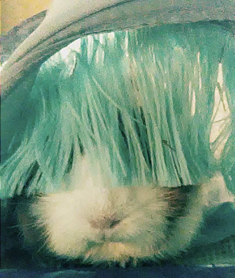 graceamazes1's tweet photo. THIS is just 1 reason why I love this lil girl of mine ๐๐๐๐
Miss Gracie ROCKIN a new FRINGED look. I swear she was staring me down until I took the pic. #fluffyfun #funnypets
#guineapig #piggylicious ๐ https://t.co/ncbJtJ6EJ9