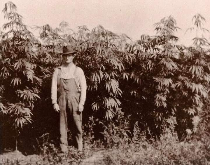JamesMadison420's tweet photo. #farming #cannabis or #hemp?  1910, whats the diff back then. https://t.co/2CRM6gpbEE