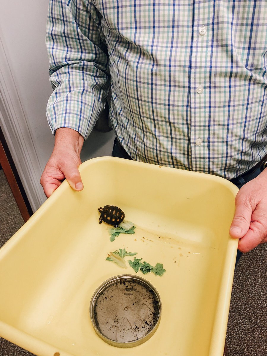 JohnCarrollHS's tweet photo. Your favorite turtle pair just had a baby of their own! 🐢 Jump over to Insta (@johncarrollhighschool) to join the naming contest! The top suggestions will be narrowed down to four, + the grand winner will receive a new @adidas jacket. | #jchsramfam #poweredbyadidas #jchsXadidas https://t.co/6ZCl0D4c2i