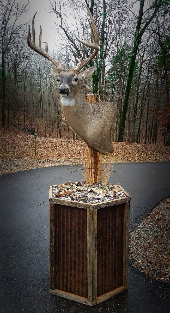NatureLegacy's tweet photo. Tennessee Velvet Hunt Special!  

$100 pedestals (regular $200).  This weekend only!  Velvet deer mount $495

Velvet Euro Mount $175, quick turn around! 

731-518-7388 (Tim) https://t.co/pzzO7RoJuz