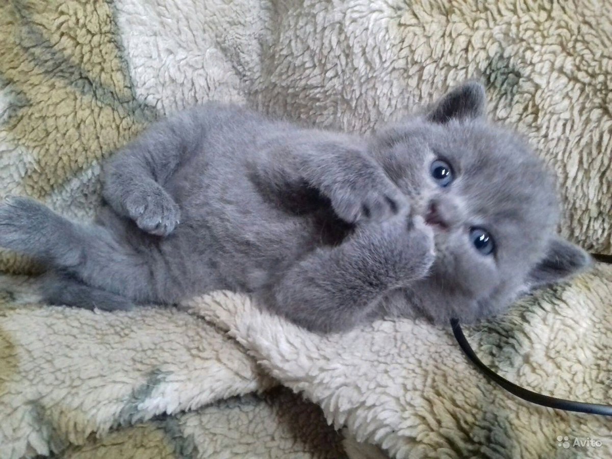 Чистокровные Шотландские котята
