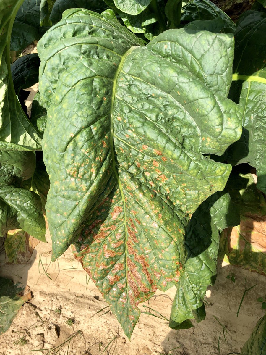 Zachariah Hansen (@plantdiseaseguy) on Twitter photo Gotta love it when inoculum cooperates for an experiment. Looked like some substantial differences in disease susceptibility among dark tobacco varieties. More to come.
#angularleafspot #pseudomonas #tobacco
<a href="/epp_tn/">UT Entomology & Plant Pathology</a> <a href="/utextension/">UT Extension</a> <a href="/UTAgResearch/">UT AgResearch</a> Gotta love it when inoculum cooperates for an experiment. Looked like some substantial differences in disease susceptibility among dark tobacco varieties. More to come.
#angularleafspot #pseudomonas #tobacco
<a href="/epp_tn/">UT Entomology & Plant Pathology</a> <a href="/utextension/">UT Extension</a> <a href="/UTAgResearch/">UT AgResearch</a>