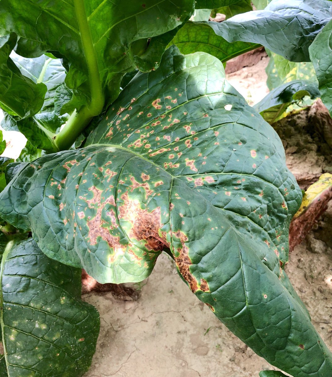 Zachariah Hansen tweet media