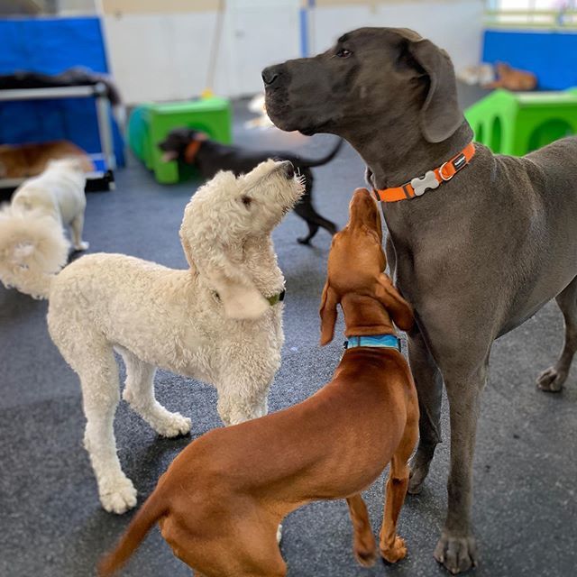 barkinglounge's tweet photo. Faith and Blue couldn’t get enough of Floyd today! I don’t think he minded though! 💕 #vizslapuppy #gratedanesofinstagram  #doodle #floydlovespuppies #playfulpups #mineminemine #theresenoughoffloydtogoaround #barkingloungedogs https://t.co/3nkE01ugFF https://t.co/XMXDylGyn8
