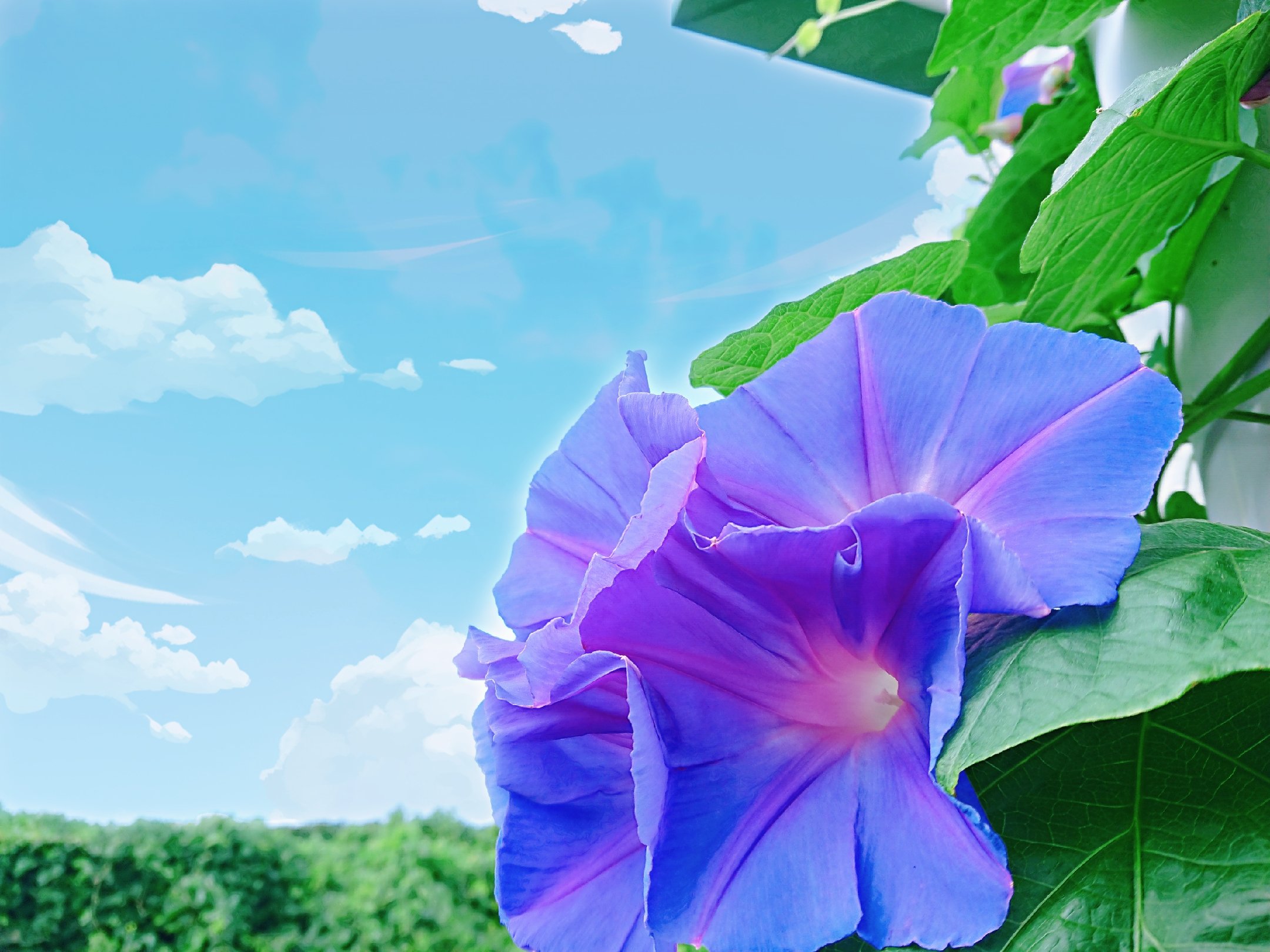 朝顔の花 Twitter Search Twitter