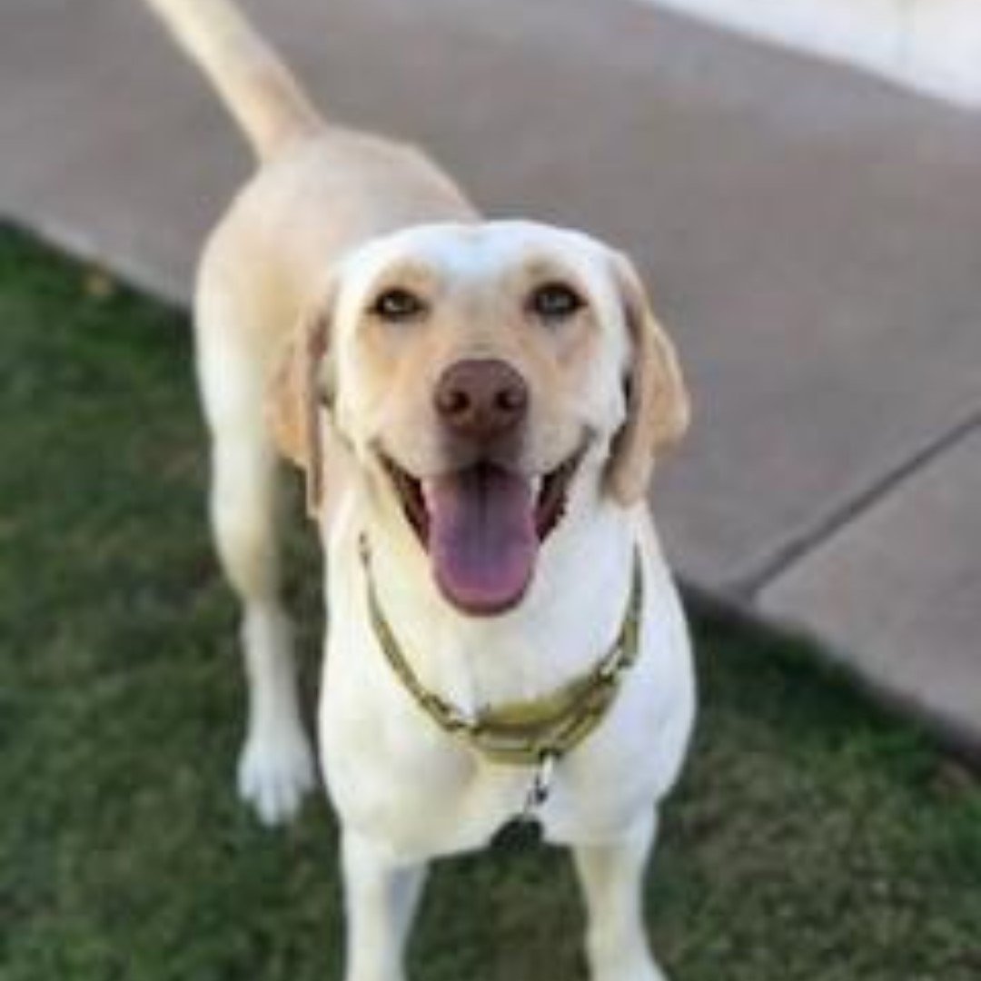 DLRR's tweet photo. Meet Remi! She is a 2-year old, 45 pound ball of Labbie love, and she is looking for her forever family. If you think that could be you, please submit an adoption application via our website: https://t.co/N11vBIsyjb @DLRR #rescuelabsofinsta #rescuelabsofaz #labsofinstagram https://t.co/OYLpM5dmNh