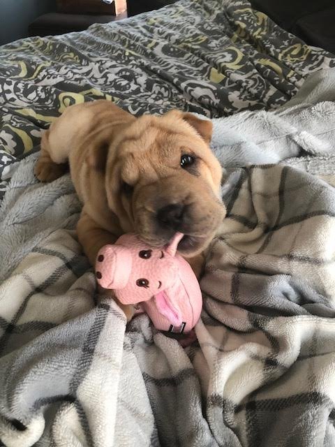 PoochWinston's tweet photo. My piggy and I getting ready for a nap! #happypuppy #doglovers https://t.co/ICYqFyofVj