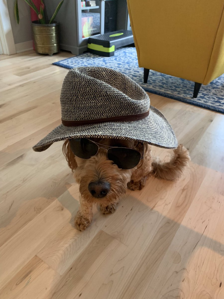 MensinkMorgan's tweet photo. When your goldendoodle packs for the honeymoon but isn’t invited 😳 @tjfree4 https://t.co/lp8YjhmNRr