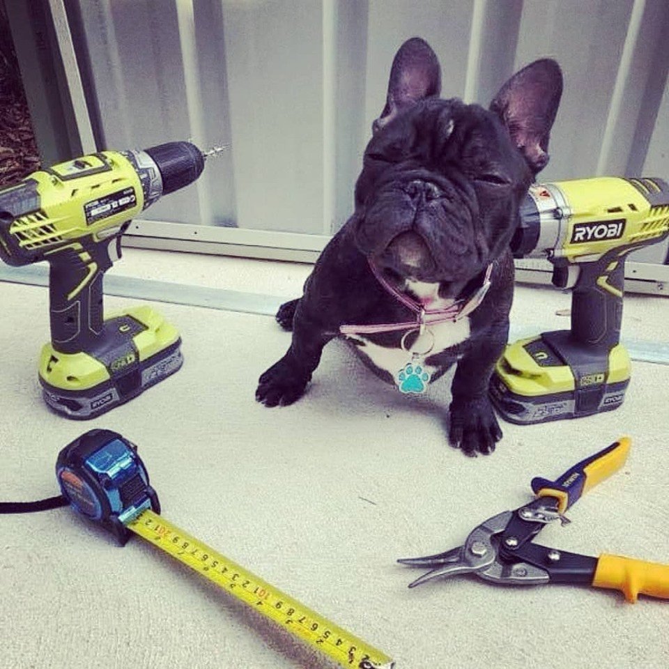 Homeandtoolusa's tweet photo. This little guy loves his his Ryobi. Check out our full line. https://t.co/EijMXFgUEe
#ryobi #ryobination #ryobipowertools #ryobitools #ryobioneplus #ryobione #ryobitool #ryobitools #ryobitoolsusa #ryobicollection #collection #dog #frenchie #tooldog #ryobidrill https://t.co/eXpIvOurYl