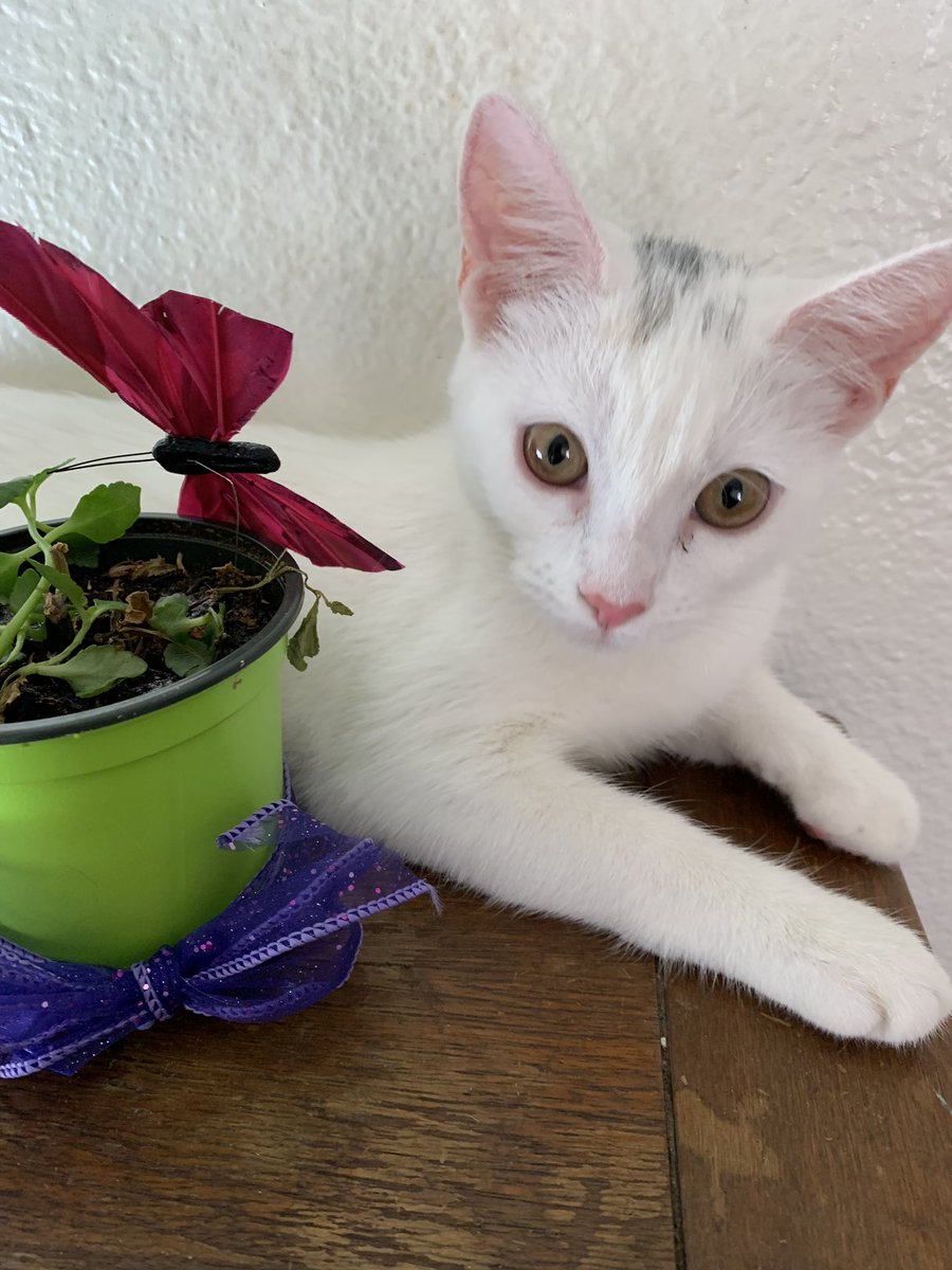 This is Boo, the Bad Sass mascot, and she would like for you to tune in tomorrow for a new sketch from us! Thank you and meeeooowww! #kitty #cat #meow #sketchshow #comedy #mascot #badsasscomedy