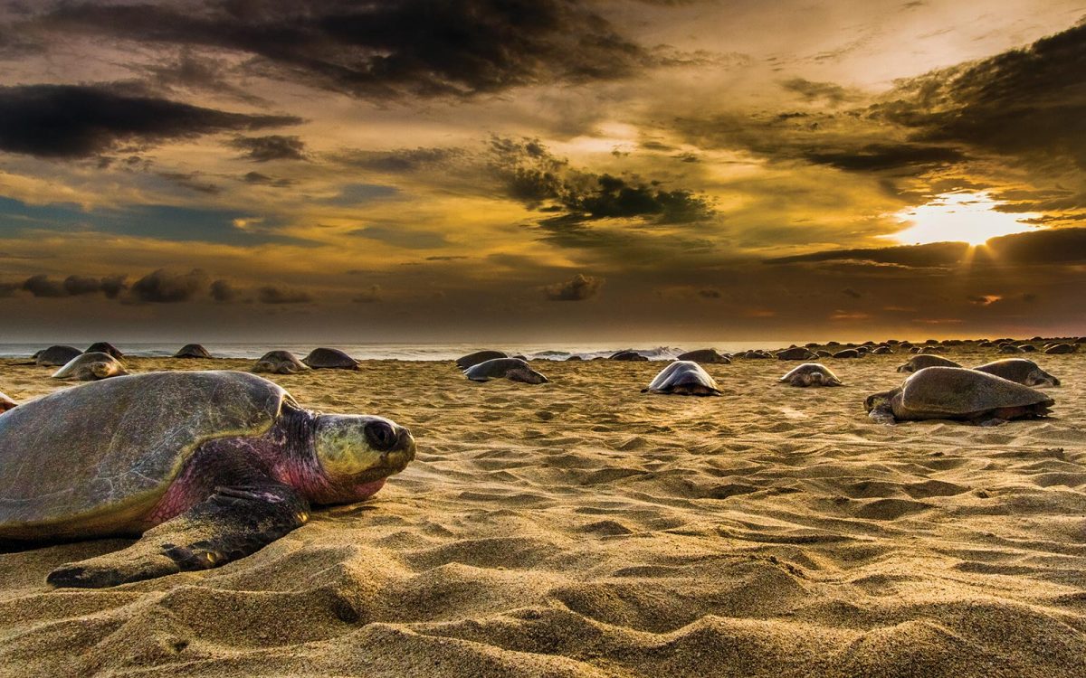 espacio_camping's tweet photo. https://t.co/l5PYyYJirU 5 destinos en México para liberar tortugas https://t.co/8E7lZgXe60 https://t.co/2gG0Ob22Pp