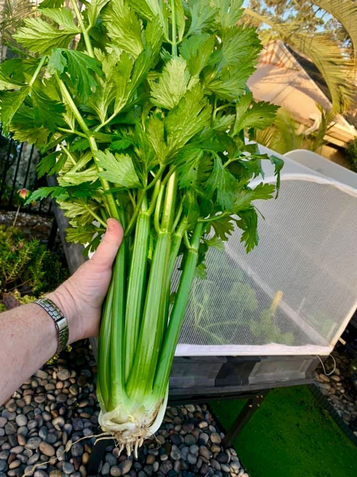 vegepod's tweet image. Harvested celery pics from the Vegepod Owners page! 🌱🌱😁

1st pic from My Natural Journey - Brisbane, Aust

2nd pic from Emma Freedman - Perth, Aust

#Podtoplate #homeharvest #patchtoplate #harvest #goodfood #cleaneating #raisedgardenbed #growyourown #growfood #growyourownfood