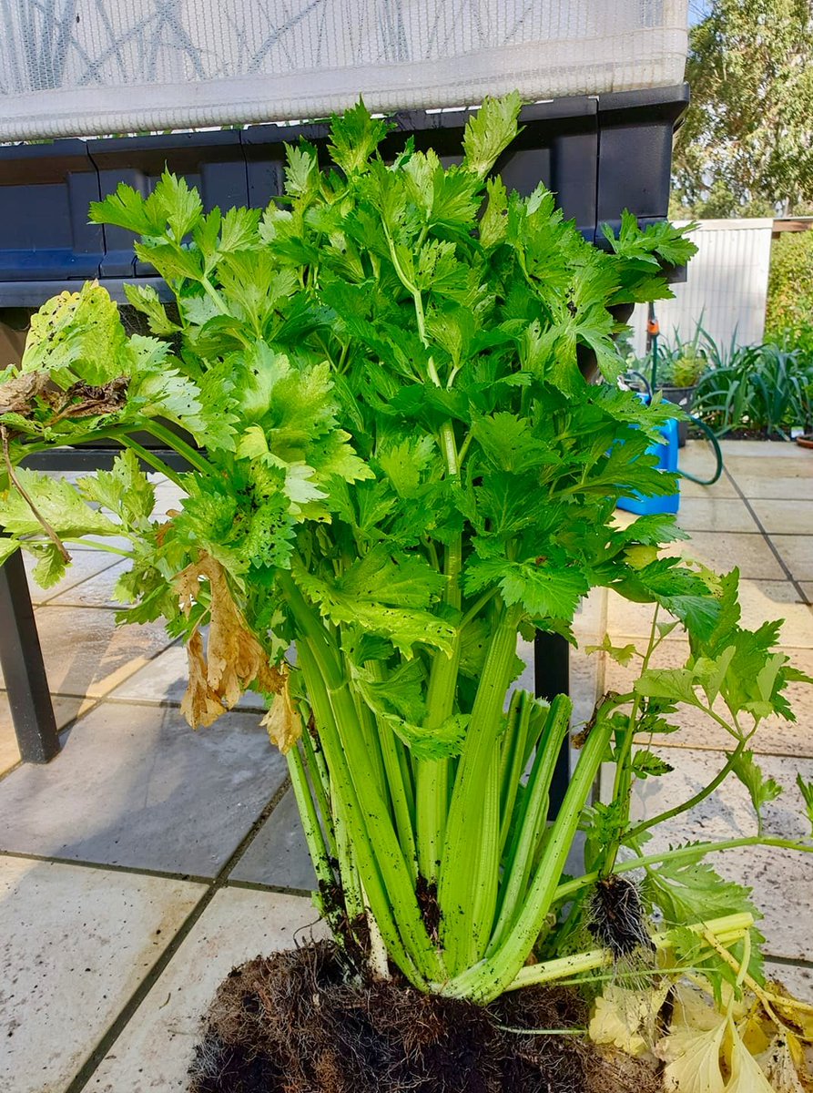 vegepod's tweet image. Harvested celery pics from the Vegepod Owners page! 🌱🌱😁

1st pic from My Natural Journey - Brisbane, Aust

2nd pic from Emma Freedman - Perth, Aust

#Podtoplate #homeharvest #patchtoplate #harvest #goodfood #cleaneating #raisedgardenbed #growyourown #growfood #growyourownfood