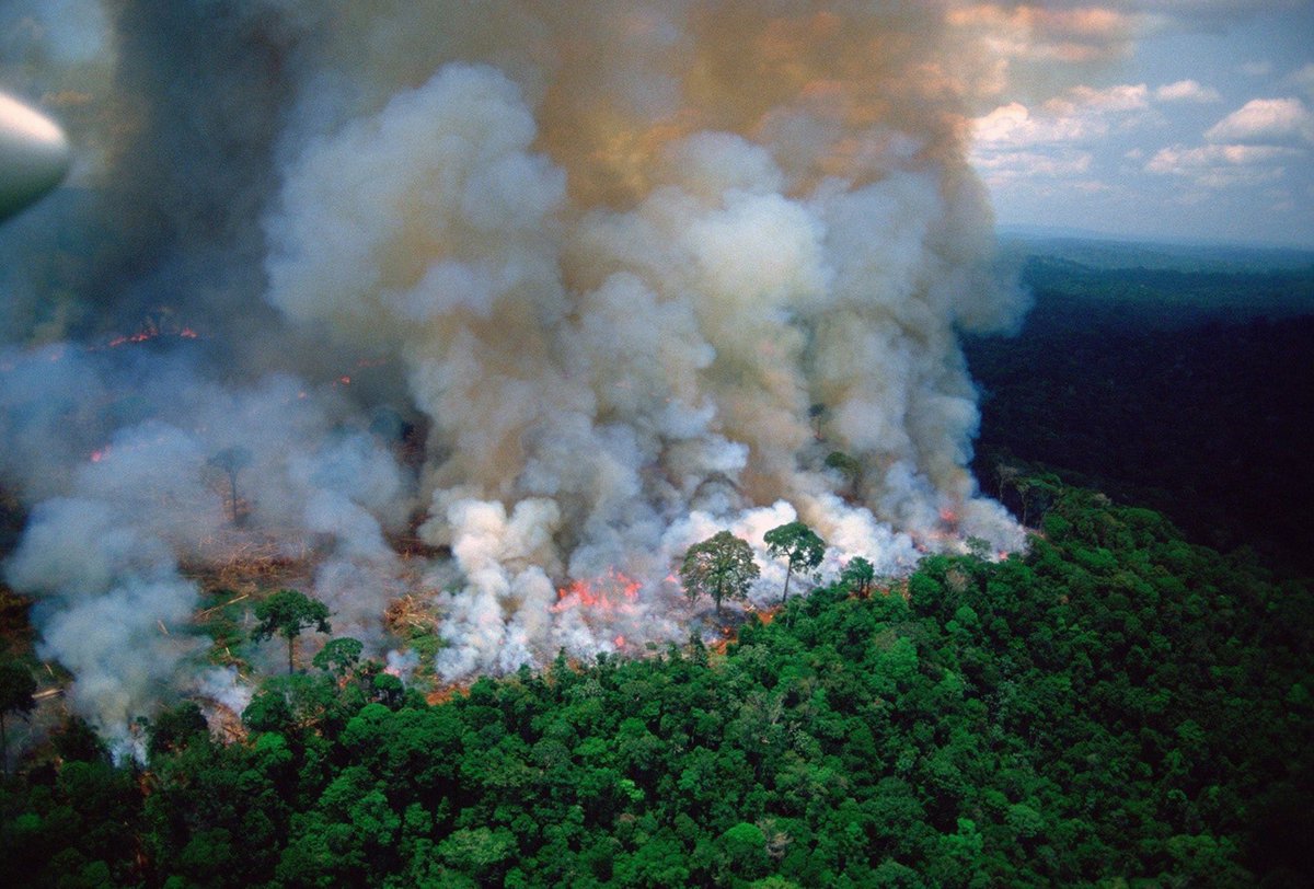 donaldo_cc's tweet photo. No puedo creer que el Amazonas lleve 16 días en llamas y QUE NADIE HAYA DICHO NADA EN LOS MEDIOS, DIECISÉIS DÍAS MALDITA SEA, yo apenas me voy enterando por las redes sociales... https://t.co/IlVWUAU3AB