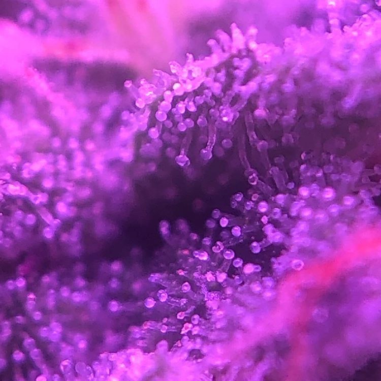 BlackDogLED's tweet photo. Repost from @sativasteve_303  Looking nice and sticky! Nice job 👍 
________________________________________
#blackdogled #phytomax #phytomax2 #phytogenesis #ledgrowlighting #indoorgrow #fullspectrumled #whatsinyourgrowroom #phytomax2200 https://t.co/C1jyekeUvg