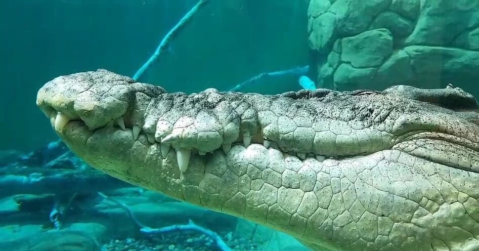 Have you ever seen a saltie grin? Photo by <a href="/spikyk/">Magodi Makaleng</a> (via IG)

#crocosauruscove #croccove #croccovedarwin #cageofdeath #cagediving #ntaustralia #seeaustralia #darwin #darwinnt #australia #tourismtopend #mytopend #visitdarwinnt #dothent