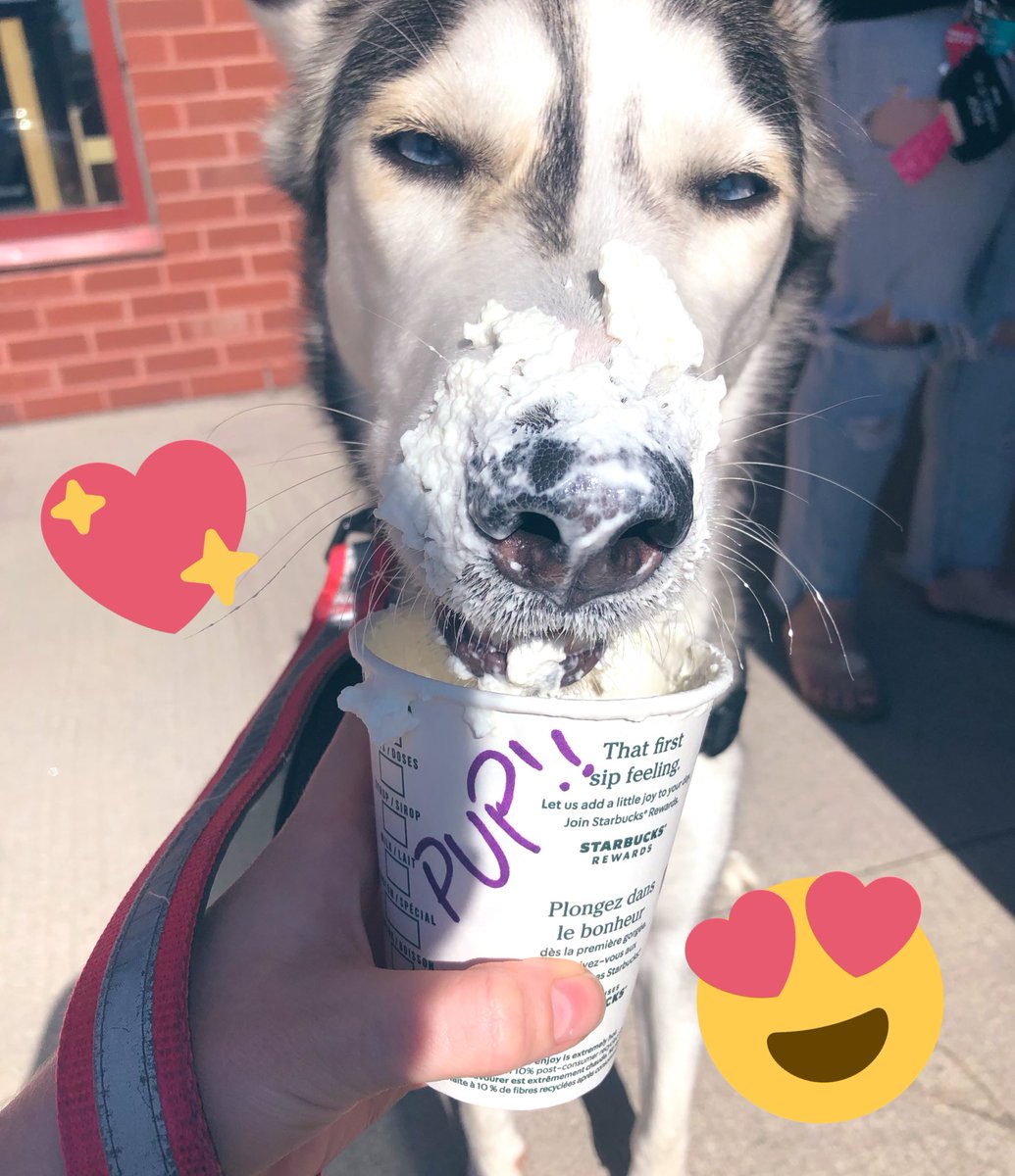service_paws2's tweet photo. @Starbucks thanks for giving my hardworking service dog a puppichino yesterday, she loved it ❤️ #puppichino #starbucks #chapters #happydog #servicedog #siberianhusky #blueeyes #summertime https://t.co/jLv0GPw9vf