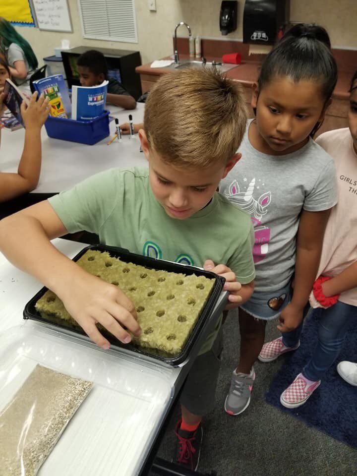 MayRanch's tweet photo. These 4th graders are planting seeds for our hydroponic towers! #growyourownfood #growperris @Kelli67533910 @MrsWilliams502 @JWalker402 @mizrybusiness @mark_lenoir @ValVerdeUSD https://t.co/Ohy6RKW4l2