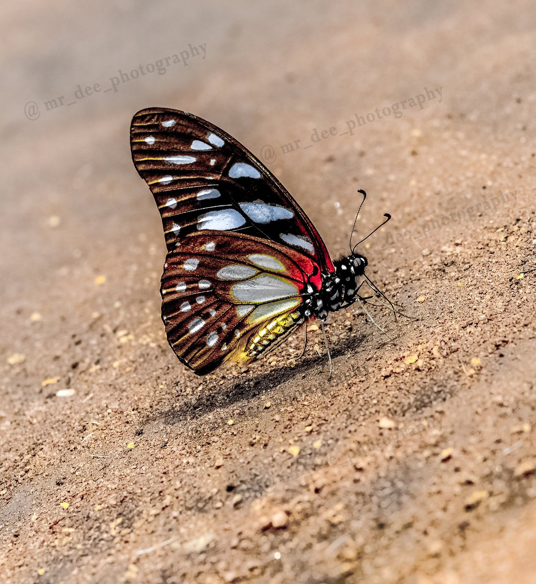 mdp_fotography's tweet photo. It's very tough for me to focus. I'm like: 'Look, something shiny! No, focus. Oh, there goes a butterfly!'
#nature #naturelovers #naturephotography #nikonusers #wallpaper #butterfly #focus https://t.co/fTDIHbN8Sl