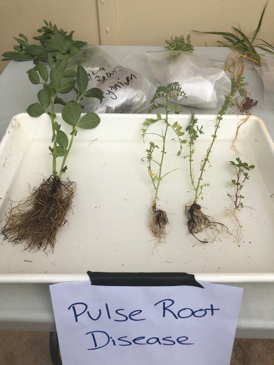 Know before you sow! Getting to the root of cereal and pulse poor crop performance. Today we are in Blyth and tomorrow in Maitland (there are still a few spots left!) Thanks to <a href="/SAGrainTrust/">SAGIT</a> #SARDIscience 

Register here: bit.ly/2ZhJ52t