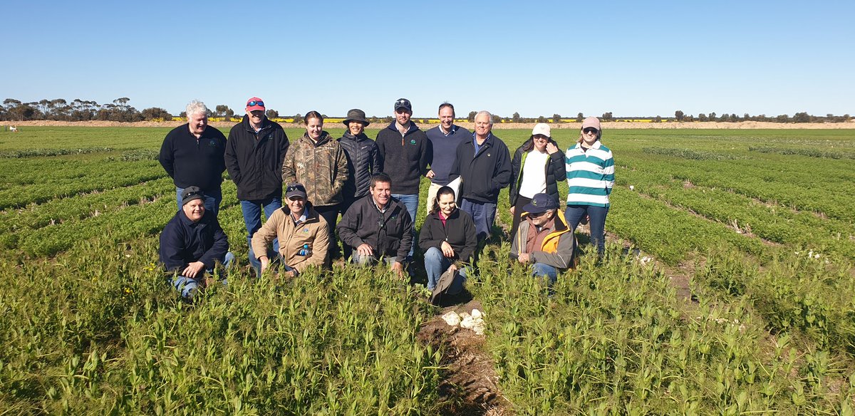Farmanco Management team visiting Esperance DPIRD research site. It is brilliant to view some of the exciting legume varieties in the pipe line.
<a href="/Farmanco/">Farmanco: Analyse - Innovate - Grow</a> @DPIRDWA #legumes