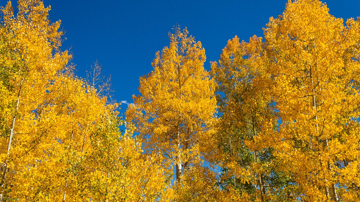 PlayWinterPark's tweet photo. Celebrate the changing of the seasons at FallFest on Saturday, September 14th from 12-5PM at the Rendezvous Event Center. Enjoy a family-friendly day full of music, food, face painting, bobbing for donuts, bouncy houses, a silent auction and more! https://t.co/hwKTP4jSgo https://t.co/7teuUYREv7