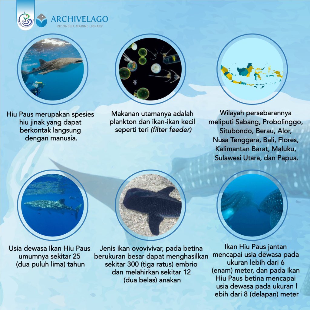 PERPUSKKP's tweet photo. #ArchPedia
Selamat pagi #PemustakaBahari, kalian tentu tahu kan ikan hiu paus ?
Mamalia laut ini didaulat menjadi salah satu ikan terbesar di dunia. Meskipun hanya memakan plankton dan ikan kecil, hiu paus ternyata memiliki 3000 gigi yang berbaris rapi di dalam mulutnya. https://t.co/6LZwyO3Ee7