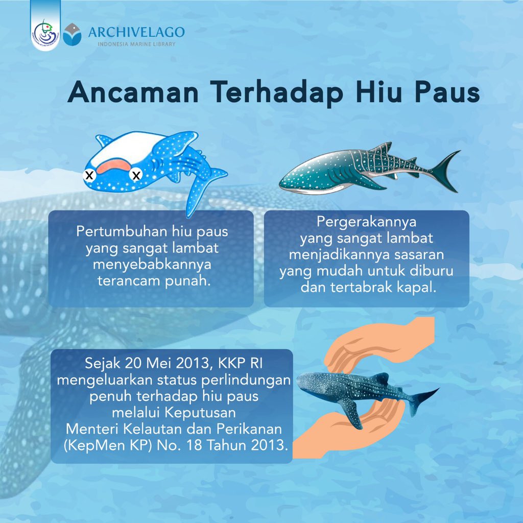 PERPUSKKP's tweet photo. #ArchPedia
Selamat pagi #PemustakaBahari, kalian tentu tahu kan ikan hiu paus ?
Mamalia laut ini didaulat menjadi salah satu ikan terbesar di dunia. Meskipun hanya memakan plankton dan ikan kecil, hiu paus ternyata memiliki 3000 gigi yang berbaris rapi di dalam mulutnya. https://t.co/6LZwyO3Ee7