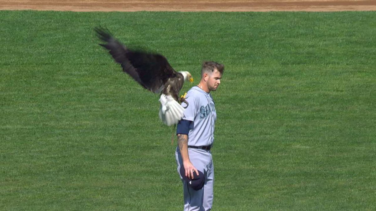morsecode's tweet photo. Who made the better Target Field appearance? #MNTwins

RT for Squirrel 
Like for Eagle https://t.co/EL2TflWyTB