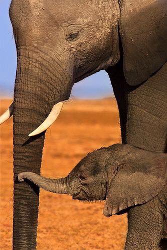 elephantsdc's tweet photo. A #Mother’s work is never done! Her #child’s love — the #sweetest song 💕🎶🐘 Thanks @KenyaGov for calling @CITES to restore ALL #African #Elephants to FULL #AppendixI standing. They deserve #Humanity’s #FEARLESS protection ⚡️No #ivory sales 🐘 NOR wild-caught / ‘trophy’ trade 🕊 https://t.co/ZqP0Es2peN