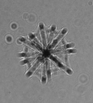 MargaretBrisbin's tweet photo. For #TinyPrettyTuesday today- please enjoy the highlights of my countless hours of #plankton image sorting this week: two, big, fat acantharians! These biggish #tinypretties were imaged at about 10m in the Northern Okinawa Trough. #protists #radiolaria #phdlife https://t.co/5kj1YZgZFm