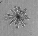 MargaretBrisbin's tweet photo. For #TinyPrettyTuesday today- please enjoy the highlights of my countless hours of #plankton image sorting this week: two, big, fat acantharians! These biggish #tinypretties were imaged at about 10m in the Northern Okinawa Trough. #protists #radiolaria #phdlife https://t.co/5kj1YZgZFm