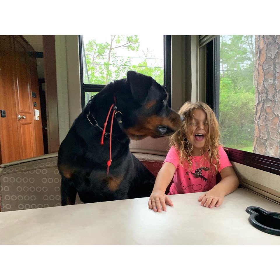 finelinefamily's tweet photo. When you know you shouldn’t have called the dog to the table! 😂
#NaughtyToddler #DoubleTrouble #BothUpToNoGood #PartnersInCrime #dogforsale #familyprotectiondog #protectiondog #personalprotectiondog #housetrained #workingdogs #doglovers #familyprotection #kidsafe #workingk9 #pet https://t.co/kNmWonuSco