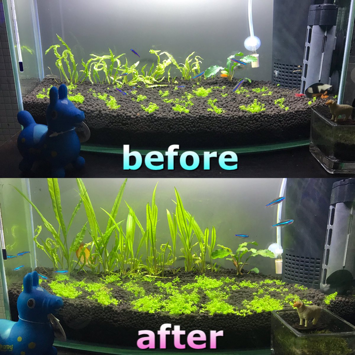 Twitter पर Chウッティー アクアリウム 水草 キューバパールグラス キューバパールを植えて約一ヶ月 少しずつだけど緑の絨毯になってきました でも コケも凄い Twitter पर Chウッティー アクアリウム 水草 キューバパールグラス キューバパールを植えて約一ヶ月 少しずつだけど緑の絨毯になってきました でも コケも凄い