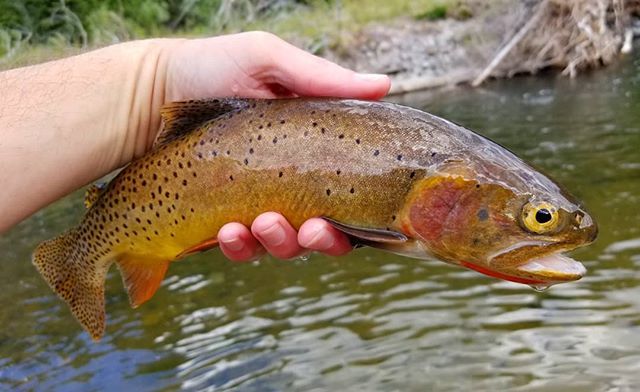 InvrnsOtfttrs's tweet photo. This fish is literally dead in this pic. (dinner tonight) It was taken with a size 16 PMD in the lower jaw and just about instantly bled out.  Its cliche, but it's amazing how resilient and fragile these creatures are.  This fish survived several win… https://t.co/tLAnw6sbx2) https://t.co/fAiYNZ84Nj