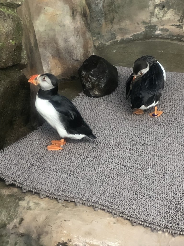 パ… 
