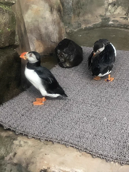 パ… 