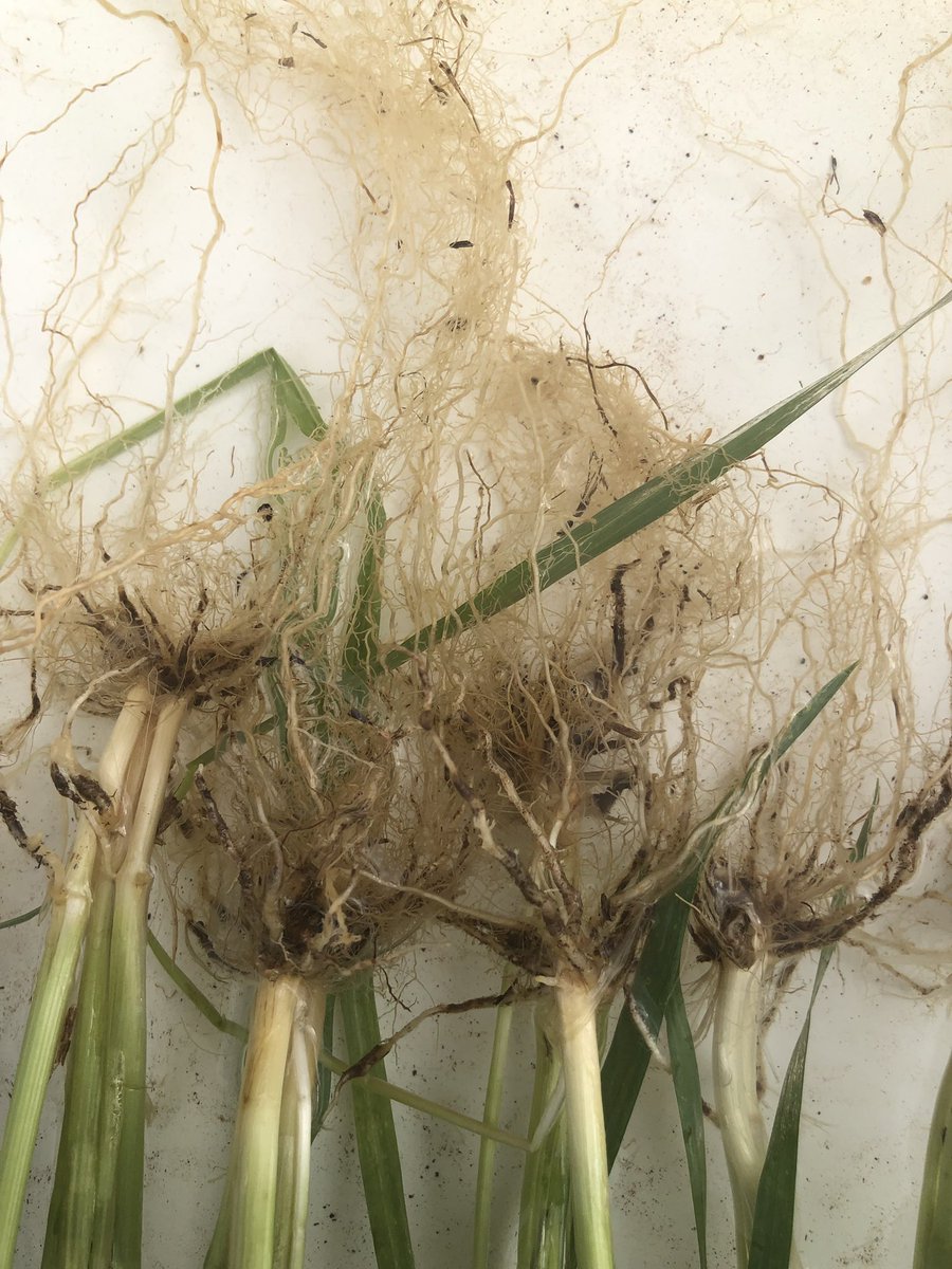 Mid north crop with a few root health issues. Bring your roots along to Maitland tomorrow and get the SARDI team to wash and rate them! Register below. 👍