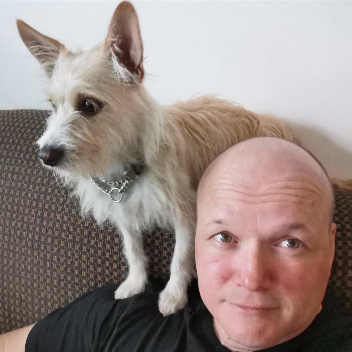 geordiemuppet's tweet photo. "There is a fly in the room! Everyone be Alert!" Little Miss Pippin is pretty sure the family need defended from an overly familiar bluebottle. #GuardDog #ShoulderDog #DogsOfTwitter https://t.co/Aw4aWYsjIO