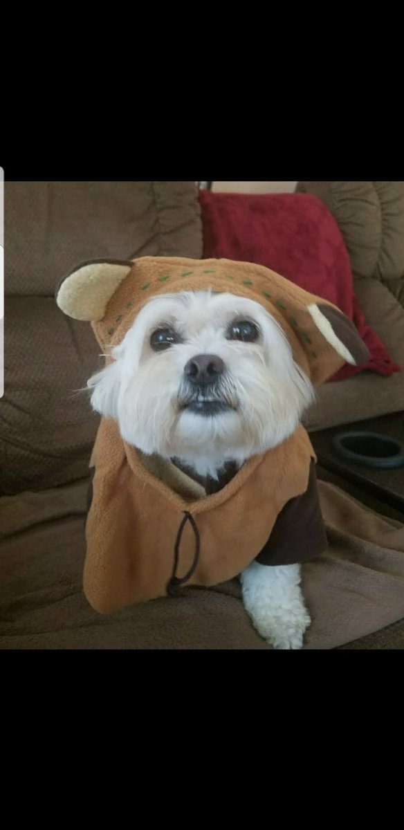 VRKyle's tweet photo. @ambergoesviolin Here's Louie in his Ewok Halloween costume. #prayersforpops https://t.co/D8x7m7JTYZ