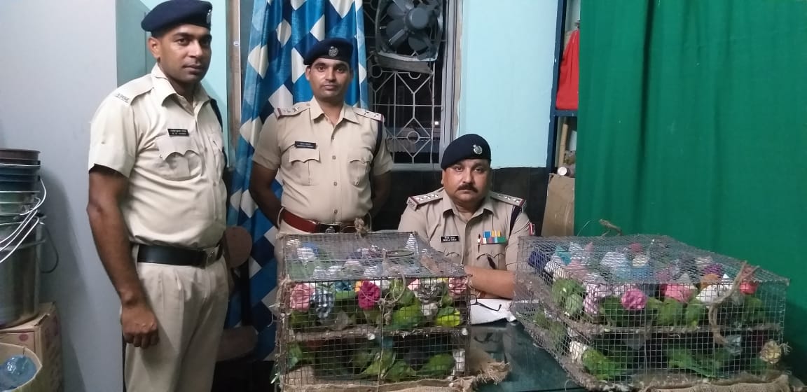 RPF Malda recovered *200 green parrots* 
<a href="/PiyushGoyalOffc/">Piyush Goyal Office</a>
<a href="/arunkumar783/">arunkumar783</a>
<a href="/rail_seva/">RailSeva</a>
<a href="/RailMinIndia/">Ministry of Railways</a>
<a href="/RPF_INDIA/">RPF INDIA</a>
<a href="/sanjay_sarmera/">Sanjay kishore , IRPFS (retd)</a>
They were being illegally transported by train 13160 . Handed over to Forest deptt.