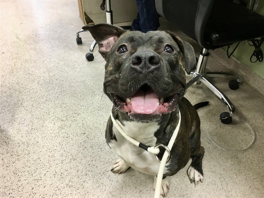 KeithOlbermann's tweet photo. MAX URSA “WANTS YOU TO PET HIM, JUMPS UP FOR CUDDLES.” WHY KILL HIM THURSDAY? He’s a 16-month old stray who loves people, will do anything for treats, should be easy to train. Max Ursa #72840 needs pledges via @chortletown for Rescue/F/A. PLEASE RT! https://t.co/jHht49gyUm https://t.co/1EnZ1FW0aA