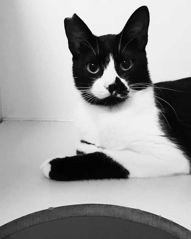 店長リク 里親募集中 ウツシー 白黒猫は白黒がかっこいいのだ T Co U7ccxdlkoq