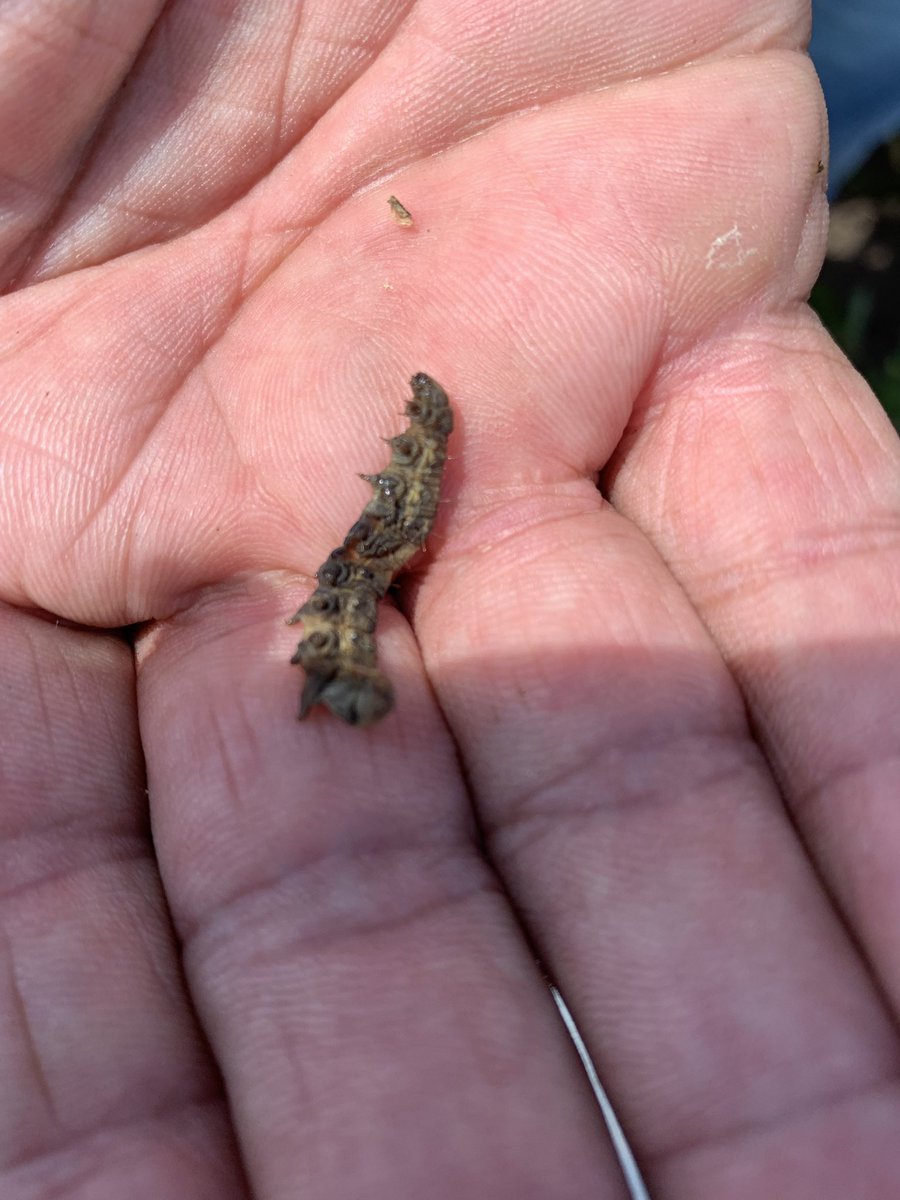uaexlittleriver's tweet photo. Productive day with the great Mr. Hank Chaney! We scouted for armyworms in forages, talked weed control, fertilization, rotational grazing and forage management with some awesome ranchers, and scouted soybeans for pests! https://t.co/Q4O7F0rycX