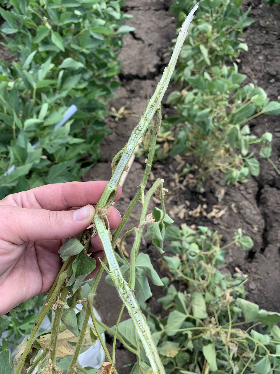 uaexlittleriver's tweet photo. Productive day with the great Mr. Hank Chaney! We scouted for armyworms in forages, talked weed control, fertilization, rotational grazing and forage management with some awesome ranchers, and scouted soybeans for pests! https://t.co/Q4O7F0rycX